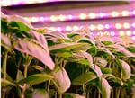 Cree LED Éclairage horticole
