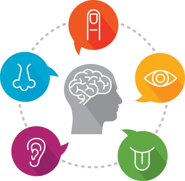 This illustration depicts the sensory receptors: Seeing (eye), hearing (ear), smell (nose), taste (tongue), and touch (finger).